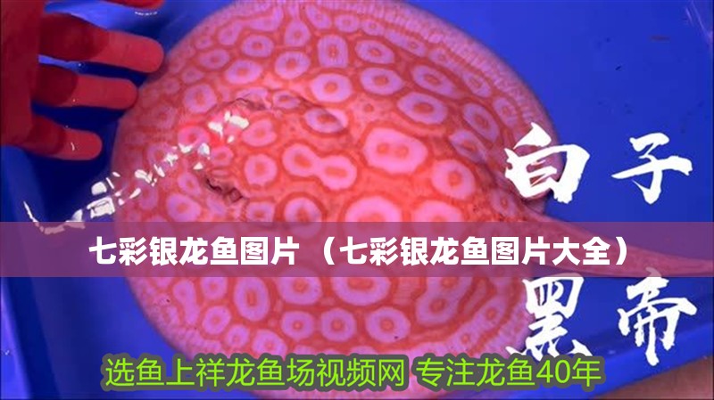七彩銀龍魚圖片 （七彩銀龍魚圖片大全）