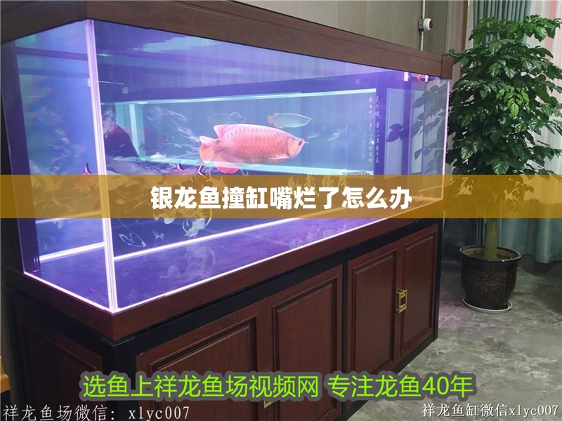 銀龍魚撞缸嘴爛了怎么辦