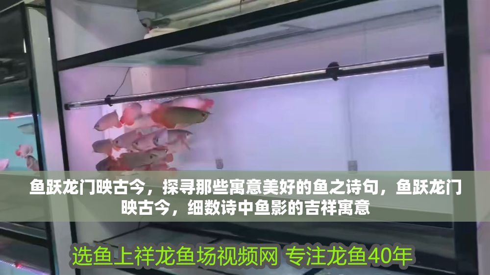 魚躍龍門映古今，探尋那些寓意美好的魚之詩句，魚躍龍門映古今，細數(shù)詩中魚影的吉祥寓意
