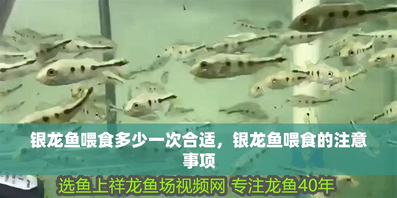 銀龍魚喂食多少一次合適，銀龍魚喂食的注意事項