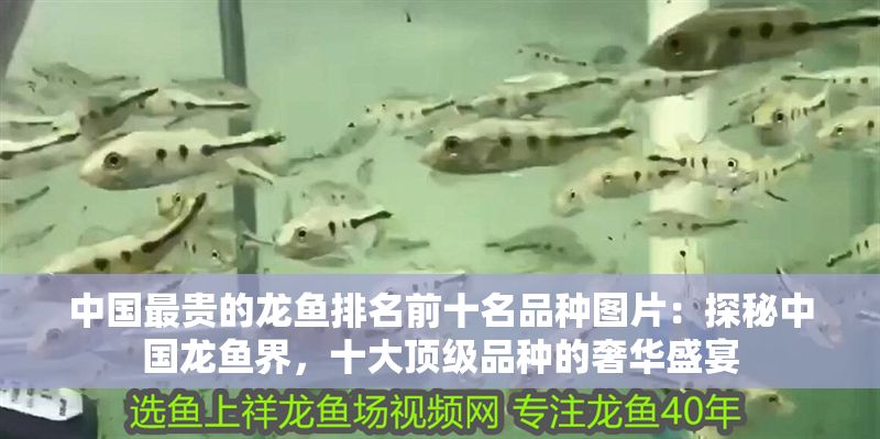中國(guó)最貴的龍魚排名前十名品種圖片：探秘中國(guó)龍魚界，十大頂級(jí)品種的奢華盛宴