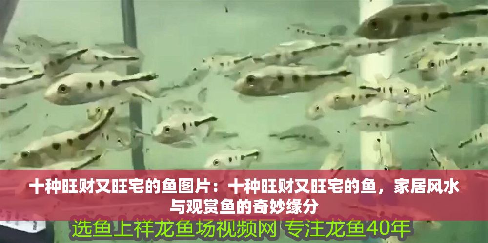 十種旺財又旺宅的魚圖片：十種旺財又旺宅的魚，家居風水與觀賞魚的奇妙緣分