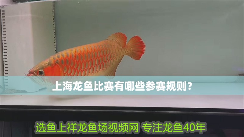 上海龍魚(yú)比賽有哪些參賽規(guī)則？