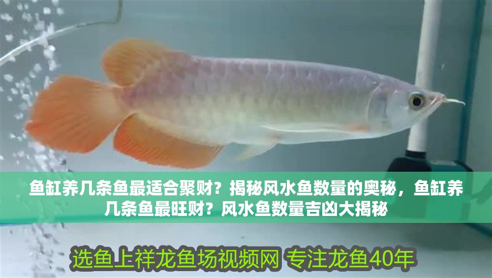 魚缸養(yǎng)幾條魚最適合聚財？揭秘風(fēng)水魚數(shù)量的奧秘，魚缸養(yǎng)幾條魚最旺財？風(fēng)水魚數(shù)量吉兇大揭秘