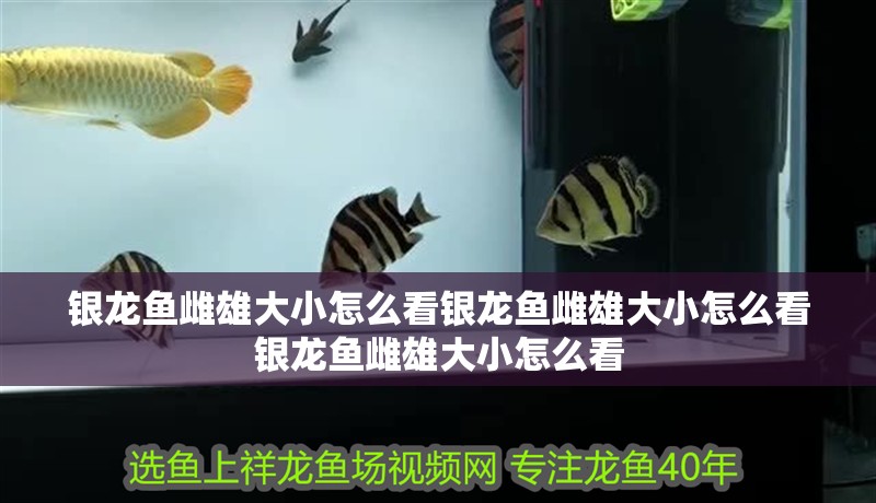 銀龍魚雌雄大小怎么看銀龍魚雌雄大小怎么看銀龍魚雌雄大小怎么看