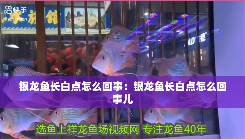 銀龍魚長白點(diǎn)怎么回事：銀龍魚長白點(diǎn)怎么回事兒 銀龍魚長白點(diǎn)怎么回事：銀龍魚長白點(diǎn)怎么回事兒 銀龍魚百科