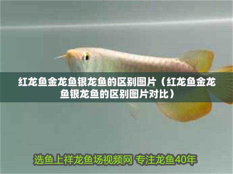 紅龍魚金龍魚銀龍魚的區別圖片（紅龍魚金龍魚銀龍魚的區別圖片對比）