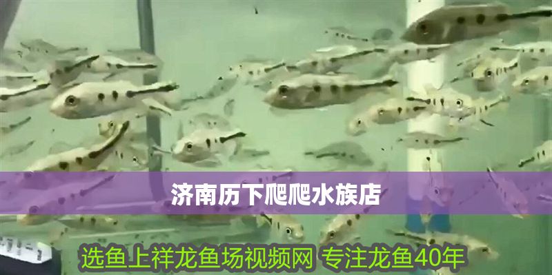 濟(jì)南歷下爬爬水族店
