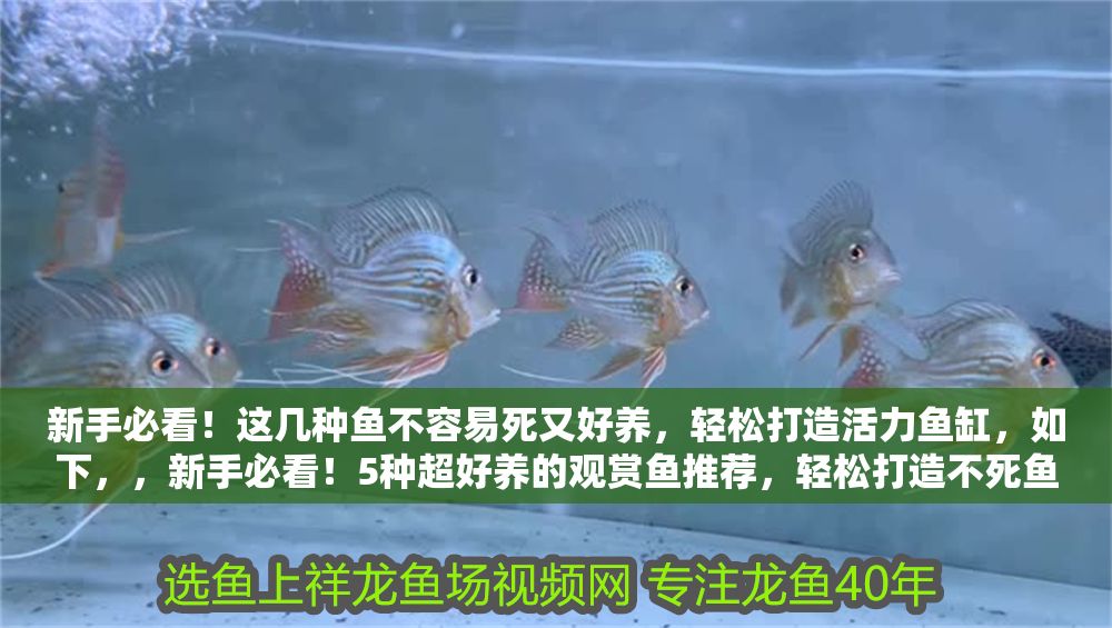 新手必看！這幾種魚不容易死又好養，輕松打造活力魚缸，如下，，新手必看！5種超好養的觀賞魚推薦，輕松打造不死魚缸，中的5種為示例，實際數量可根據您具體介紹的魚類調整）