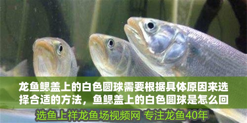 龍魚鰓蓋上的白色圓球需要根據具體原因來選擇合適的方法，魚鰓蓋上的白色圓球是怎么回事
