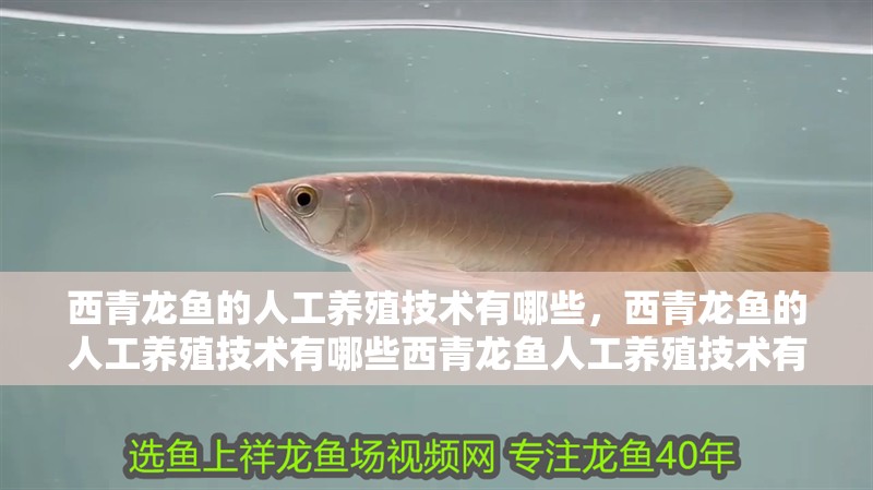 西青龍魚的人工養殖技術有哪些，西青龍魚的人工養殖技術有哪些西青龍魚人工養殖技術有哪些