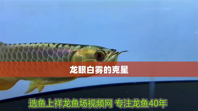 龍眼白霧的克星