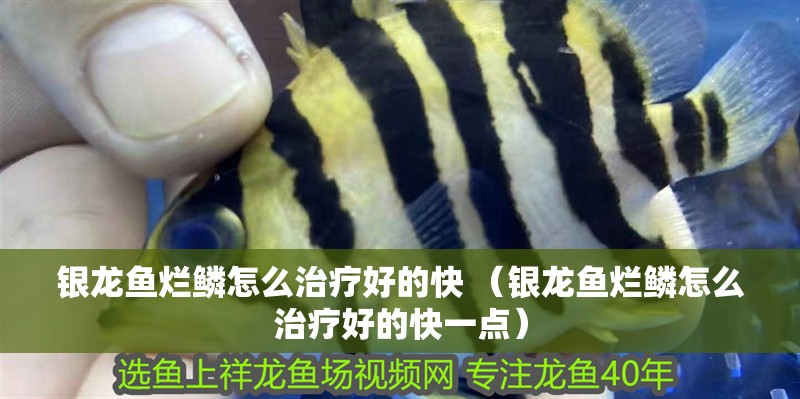 銀龍魚(yú)爛鱗怎么治療好的快 （銀龍魚(yú)爛鱗怎么治療好的快一點(diǎn)）