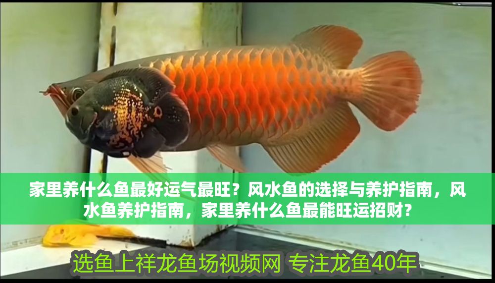 詳細閱讀:家里養什么魚最好運氣最旺?風水魚的選擇與養護指南,風水魚養護指南,家里養什么魚最能旺運招財? 家里養什么魚最好運氣最旺?風水魚的選擇與養護指南,風水魚養護指南,家里養什么魚最能旺運招財?