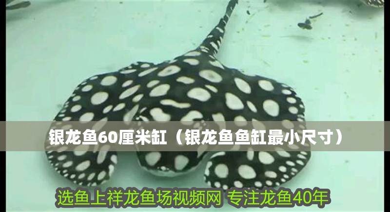 銀龍魚60厘米缸（銀龍魚魚缸最小尺寸）