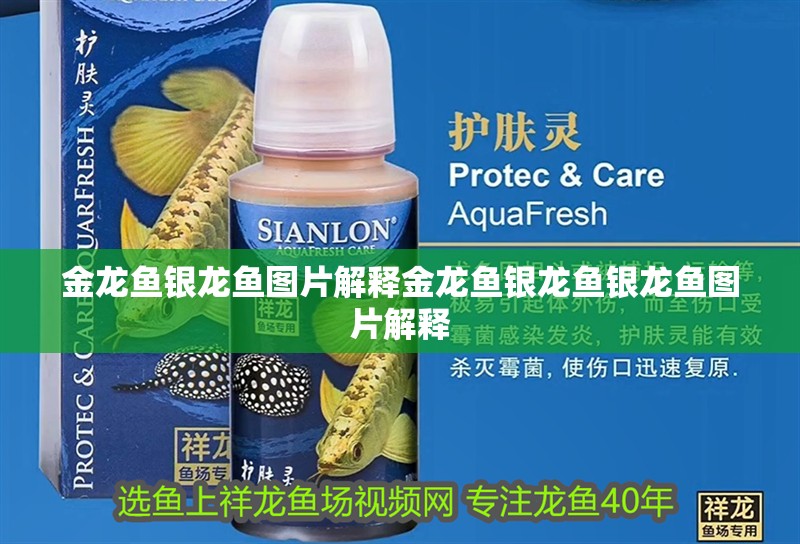 金龍魚銀龍魚圖片解釋金龍魚銀龍魚銀龍魚圖片解釋 金龍魚銀龍魚圖片解釋金龍魚銀龍魚銀龍魚圖片解釋 銀龍魚百科