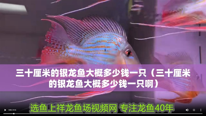 三十厘米的銀龍魚大概多少錢一只（三十厘米的銀龍魚大概多少錢一只啊）