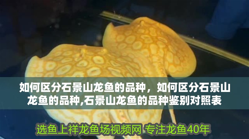 如何區(qū)分石景山龍魚的品種，如何區(qū)分石景山龍魚的品種,石景山龍魚的品種鑒別對照表