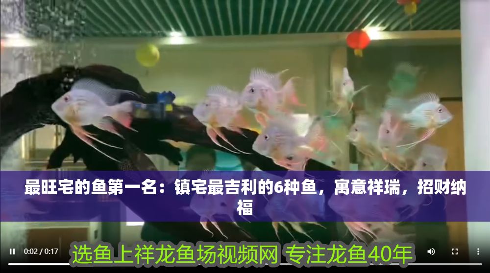 最旺宅的魚第一名：鎮宅最吉利的6種魚，寓意祥瑞，招財納福