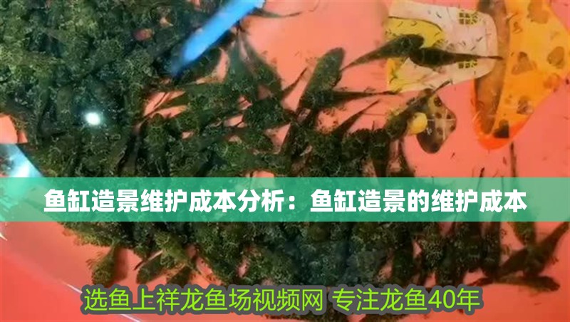 魚缸造景維護成本分析：魚缸造景的維護成本
