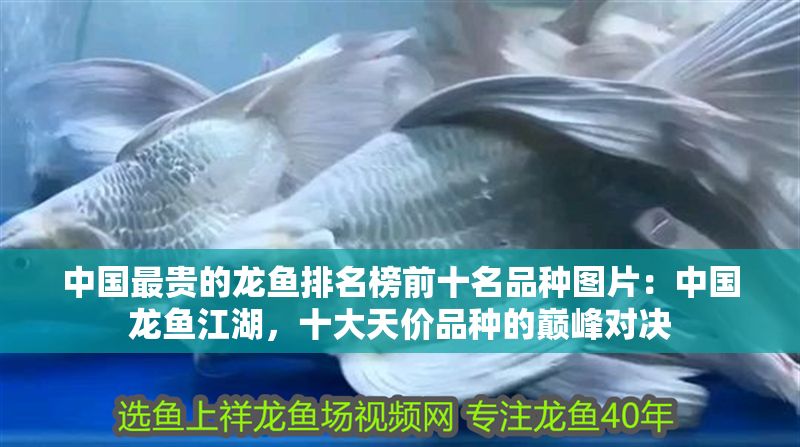 中國最貴的龍魚排名榜前十名品種圖片：中國龍魚江湖，十大天價(jià)品種的巔峰對決