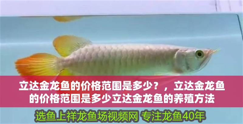 立達(dá)金龍魚的價(jià)格范圍是多少？，立達(dá)金龍魚的價(jià)格范圍是多少立達(dá)金龍魚的養(yǎng)殖方法