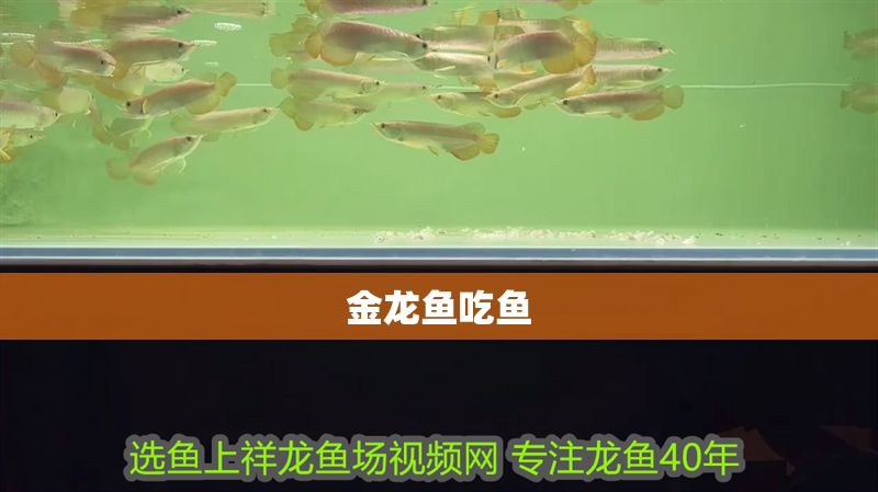 金龍魚吃魚