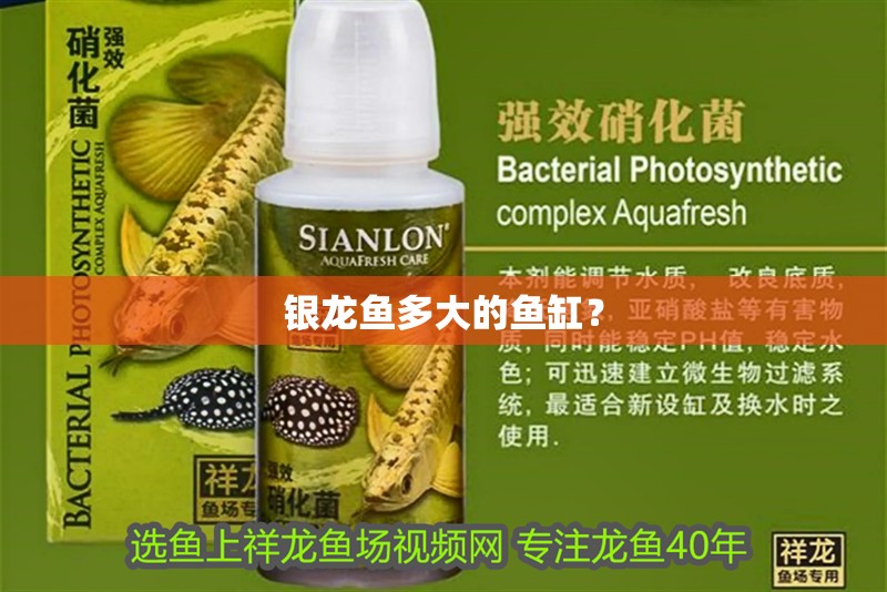 銀龍魚多大的魚缸？
