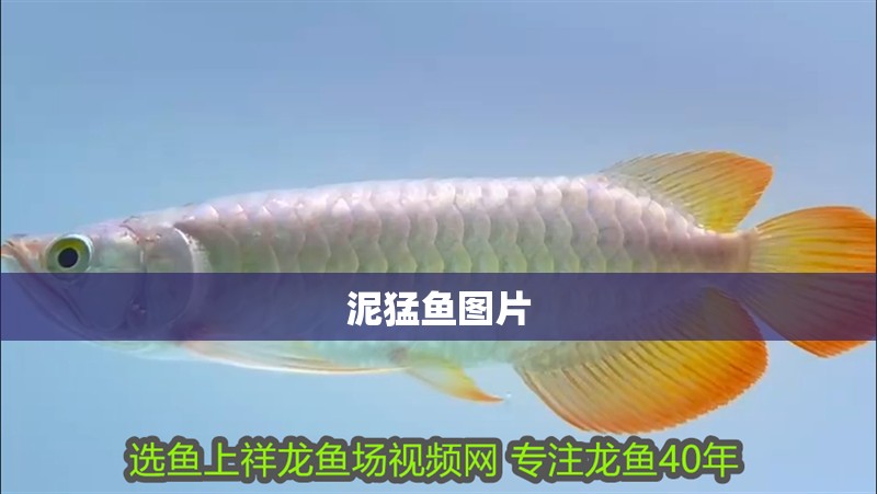 泥猛魚圖片