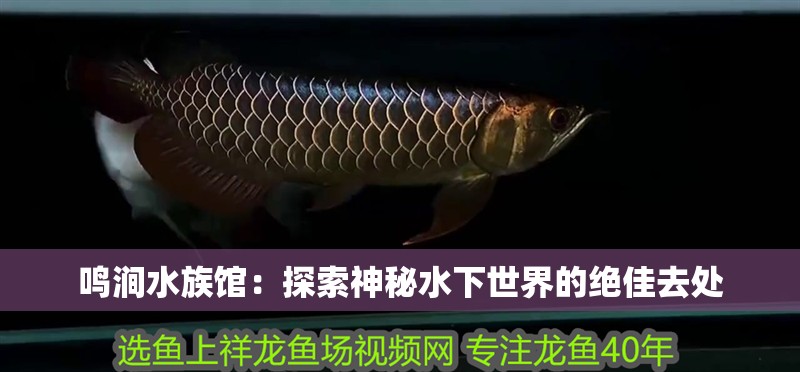 鳴澗水族館：探索神秘水下世界的絕佳去處