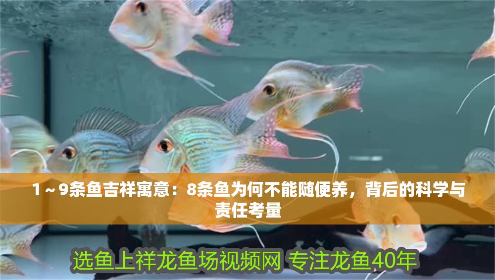 1～9條魚吉祥寓意：8條魚為何不能隨便養(yǎng)，背后的科學(xué)與責(zé)任考量