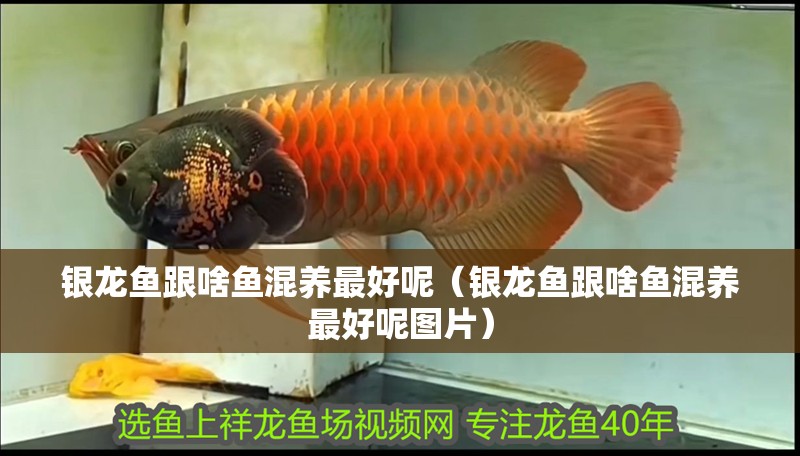 銀龍魚跟啥魚混養最好呢（銀龍魚跟啥魚混養最好呢圖片）