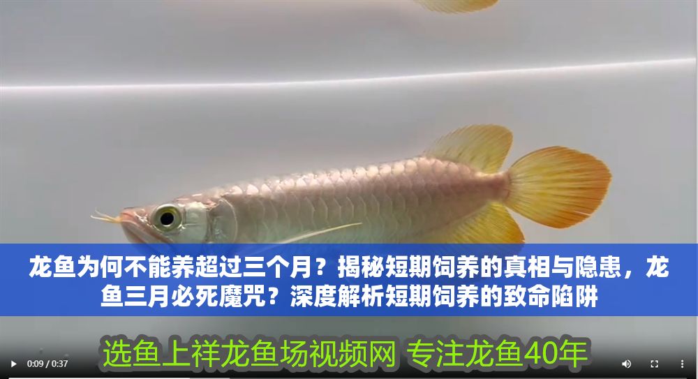 龍魚為何不能養超過三個月？揭秘短期飼養的真相與隱患，龍魚三月必死魔咒？深度解析短期飼養的致命陷阱