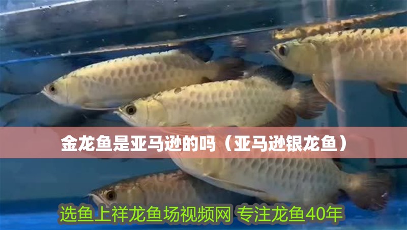 金龍魚是亞馬遜的嗎（亞馬遜銀龍魚） 金龍魚是亞馬遜的嗎（亞馬遜銀龍魚） 銀龍魚百科