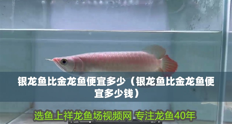 銀龍魚比金龍魚便宜多少（銀龍魚比金龍魚便宜多少錢）