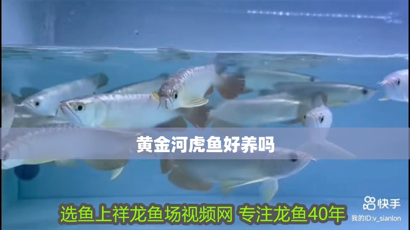 黃金河虎魚好養(yǎng)嗎