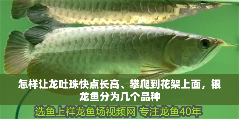 怎樣讓龍吐珠快點(diǎn)長高、攀爬到花架上面，銀龍魚分為幾個(gè)品種