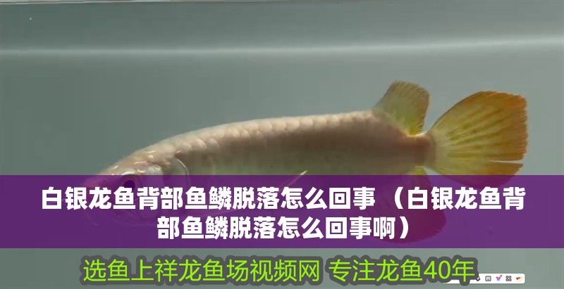 白銀龍魚背部魚鱗脫落怎么回事 （白銀龍魚背部魚鱗脫落怎么回事啊）