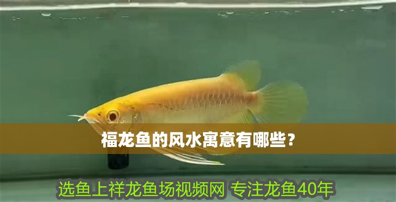 福龍魚的風水寓意有哪些？