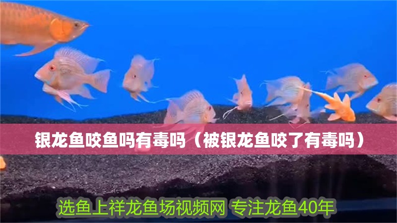 魚缸造景先放沙還是先放水(魚缸造景先鋪沙還是先放石頭) 銀龍魚咬魚嗎有毒嗎(被銀龍魚咬了有毒嗎) 銀龍魚百科 銀龍魚咬魚嗎有毒嗎(被銀龍魚咬了有毒嗎) 銀龍魚咬魚嗎有毒嗎(被銀龍魚咬了有毒嗎) 銀龍魚百科