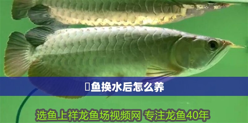 魟魚換水后怎么養