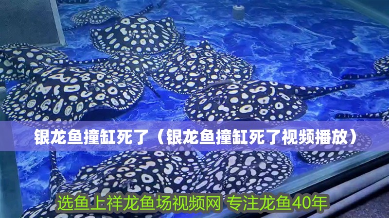 銀龍魚撞缸死了（銀龍魚撞缸死了視頻播放）