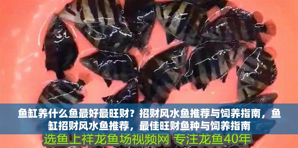 魚缸養(yǎng)什么魚最好最旺財？招財風水魚推薦與飼養(yǎng)指南，魚缸招財風水魚推薦，最佳旺財魚種與飼養(yǎng)指南