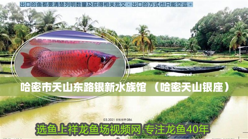 哈密市<strong><mark>天山</mark></strong>東路銀新水族館 （哈密<strong><mark>天山</mark></strong>銀座）