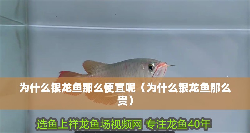 為什么銀龍魚那么便宜呢（為什么銀龍魚那么貴）