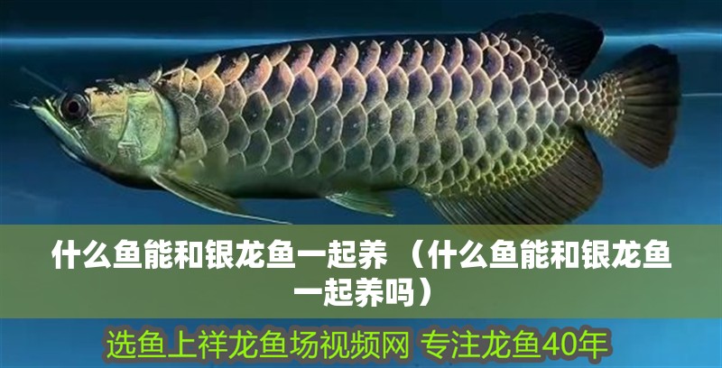 印尼虎魚多少溫度飼養最好:印尼虎魚多少溫度飼養最好印尼虎魚多少溫度飼養最好 什么魚能和銀龍魚一起養 (什么魚能和銀龍魚一起養嗎) 銀龍魚百科 什么魚能和銀龍魚一起養 (什么魚能和銀龍魚一起養嗎) 什么魚能和銀龍魚一起養 (什么魚能和銀龍魚一起養嗎) 銀龍魚百科