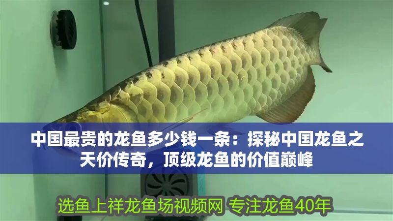 中國最貴的龍魚多少錢一條：探秘中國龍魚之天價(jià)傳奇，頂級龍魚的價(jià)值巔峰