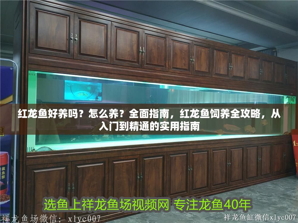 紅龍魚好養(yǎng)嗎？怎么養(yǎng)？全面指南，紅龍魚飼養(yǎng)全攻略，從入門到精通的實用指南