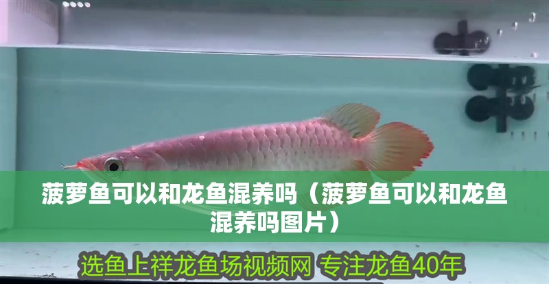 菠蘿魚可以和龍魚混養(yǎng)嗎（菠蘿魚可以和龍魚混養(yǎng)嗎圖片）