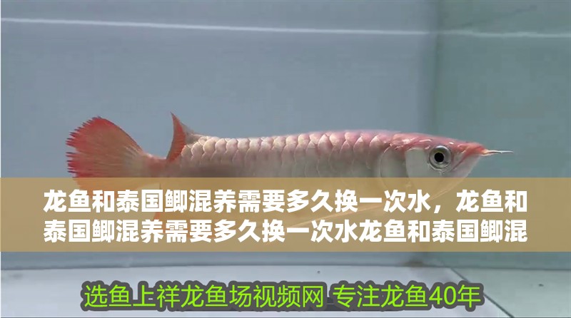 龍魚和泰國鯽混養需要多久換一次水，龍魚和泰國鯽混養需要多久換一次水龍魚和泰國鯽混養